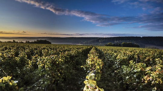 Beautiful vineyards of Vouette et Sorbée