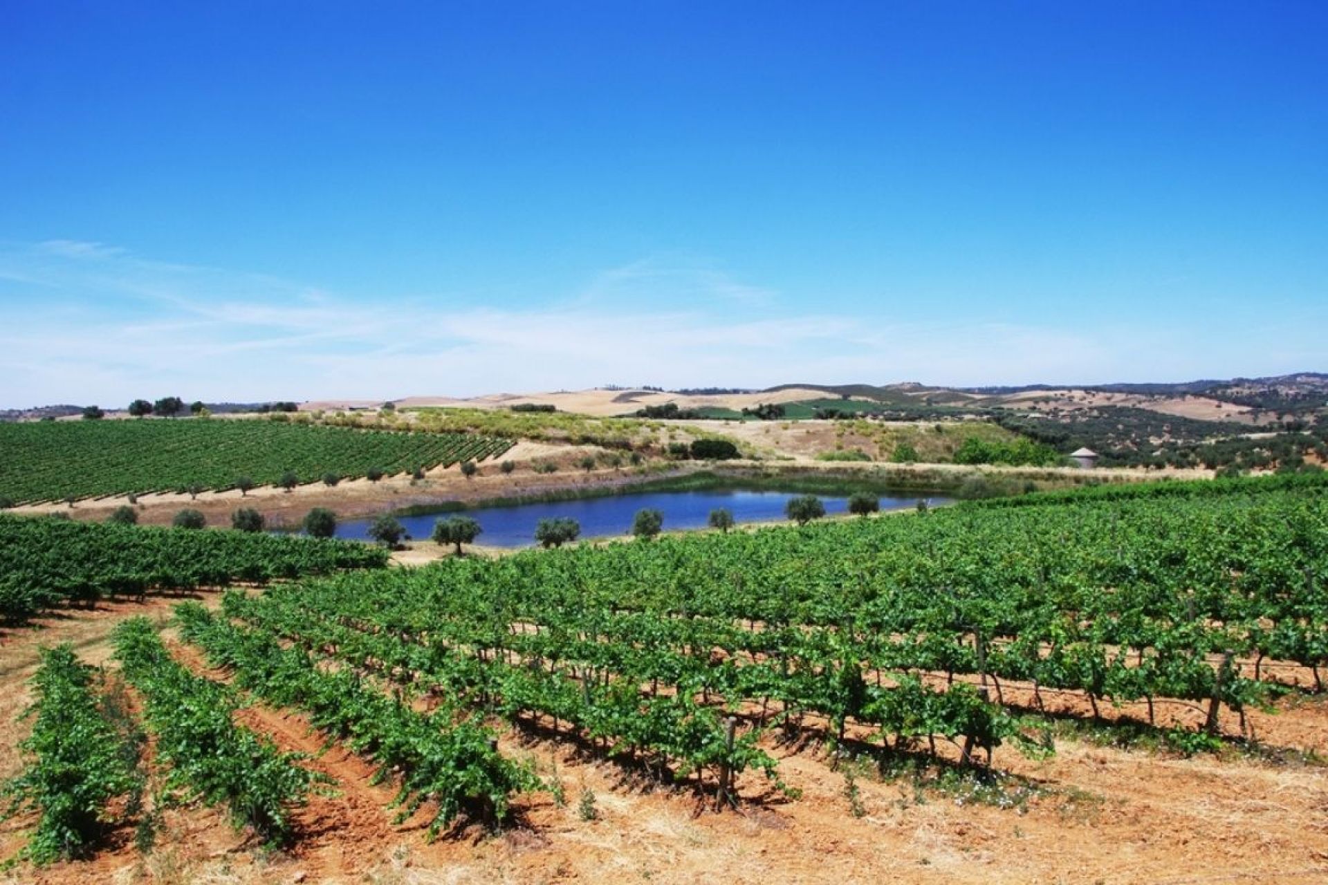 Wineries for sale in the Algarve region – regional wine of Algarve